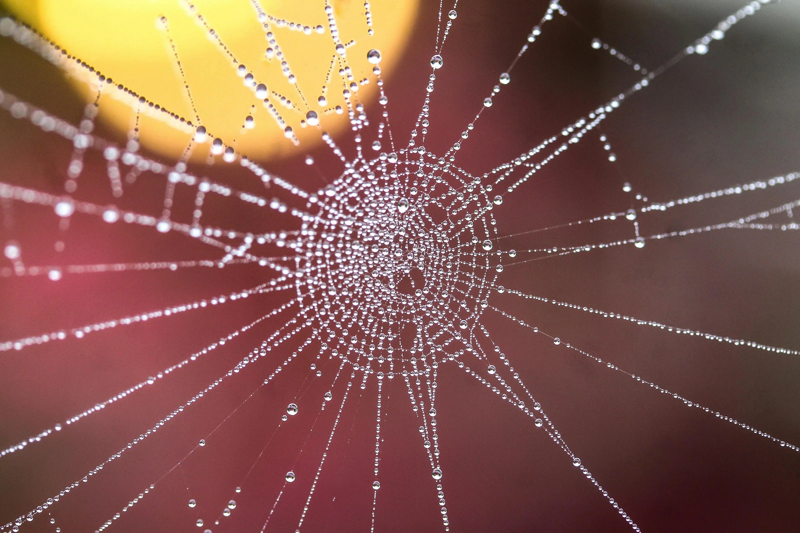 A close-up view of a spiderweb adorned with dew droplets creating a natural pattern, like how multilateral peering works.